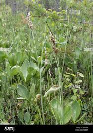 Attēlu rezultāti vaicājumam “Carex diandra leaf”