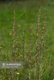 Attēlu rezultāti vaicājumam “Gnaphalium sylvaticum”