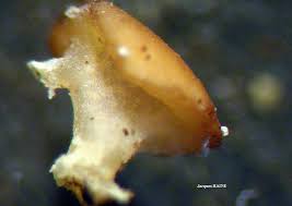 Attēlu rezultāti vaicājumam “Cladonia caespiticia”