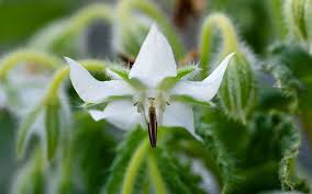 Attēlu rezultāti vaicājumam “Borago officinalis bud”