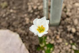 Attēlu rezultāti vaicājumam “Colchicum szovitsii subsp. szovitsii flower”