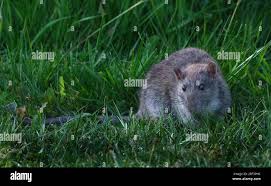 Attēlu rezultāti vaicājumam “Rodentia”