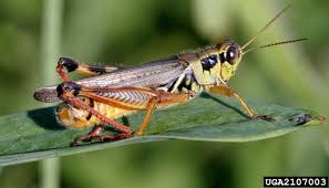 Attēlu rezultāti vaicājumam “Orthoptera”