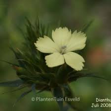 Attēlu rezultāti vaicājumam “Dianthus arenarius leaf”