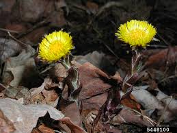 Attēlu rezultāti vaicājumam “Tussilago farfara flower”