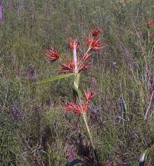Attēlu rezultāti vaicājumam “Diachea dictyospora (syn. Craterium dictyosporum) stalked”