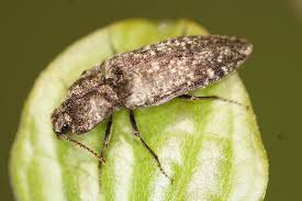 Attēlu rezultāti vaicājumam “Agrypnus murinus”