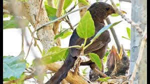Attēlu rezultāti vaicājumam “Turdus merula nest”