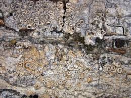 Attēlu rezultāti vaicājumam “Thelotrema lepadinum”