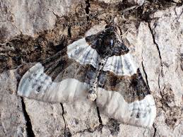 Attēlu rezultāti vaicājumam “Cosmorhoe ocellata”