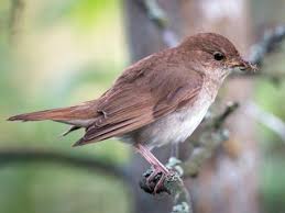 Image result for Luscinia luscinia