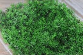 Attēlu rezultāti vaicājumam “Atrichum undulatum sporophyte”