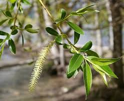 Attēlu rezultāti vaicājumam “Salix x fragilis”