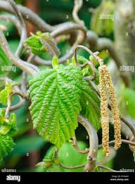Attēlu rezultāti vaicājumam “Corylus avellana”