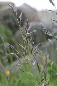 Attēlu rezultāti vaicājumam “Festuca rubra subsp. rubra”