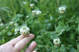 Attēlu rezultāti vaicājumam “Trifolium repens fruit”