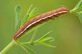 Attēlu rezultāti vaicājumam “Actinotia polyodon”