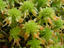 Attēlu rezultāti vaicājumam “Sphagnum flexuosum”