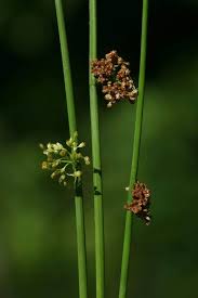 Attēlu rezultāti vaicājumam “Juncus effusus”
