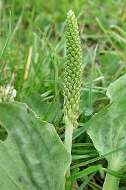 Attēlu rezultāti vaicājumam “Plantaginaceae”