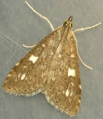 Attēlu rezultāti vaicājumam “Udea olivalis”