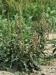 Attēlu rezultāti vaicājumam “Rumex aquaticus fruit”