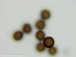Attēlu rezultāti vaicājumam “Didymium melanospermum spores”