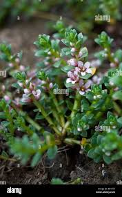Attēlu rezultāti vaicājumam “Glaux maritima leaf”
