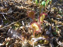 Attēlu rezultāti vaicājumam “Drosera anglica leaf”