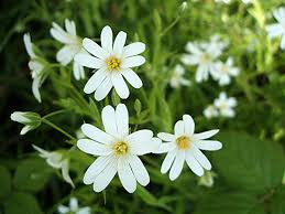 Attēlu rezultāti vaicājumam “Stellaria holostea flower”