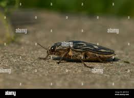 Attēlu rezultāti vaicājumam “Chalcophora mariana”