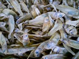 Attēlu rezultāti vaicājumam “Charales”