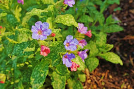 Attēlu rezultāti vaicājumam “Pulmonaria saccharata”