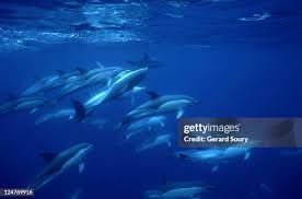 Image result for Delphinus delphis