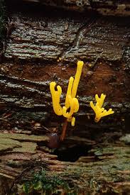 Attēlu rezultāti vaicājumam “Collaria rubens”