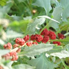 Attēlu rezultāti vaicājumam “Chenopodium foliosum fruit”