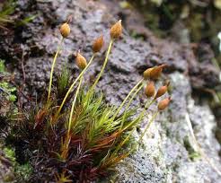 Attēlu rezultāti vaicājumam “Cirriphyllum piliferum sporophyte”