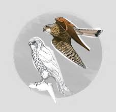 Attēlu rezultāti vaicājumam “Falco tinnunculus adult”