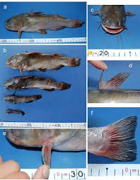 Image result for Ameiurus melas