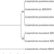 Attēlu rezultāti vaicājumam “Lamproderma pseudomaculatum”