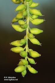 Attēlu rezultāti vaicājumam “Populus alba”