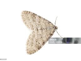 Attēlu rezultāti vaicājumam “Trichopteryx carpinata”