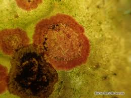 Attēlu rezultāti vaicājumam “Hildenbrandia rivularis”