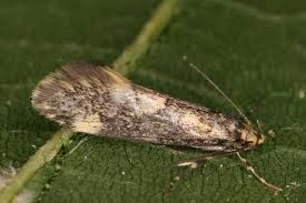 Attēlu rezultāti vaicājumam “Denisia similella”