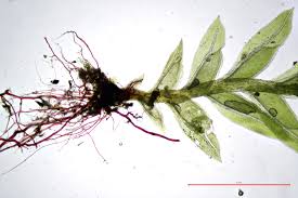 Attēlu rezultāti vaicājumam “Fissidens bryoides”