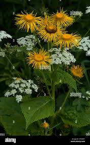 Image result for Telekia speciosa