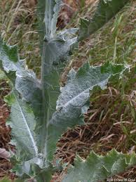 Image result for Onopordum acanthium