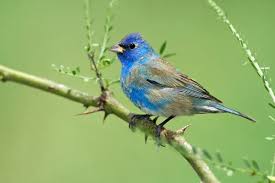 Image result for Passerina cyanea