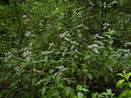 Attēlu rezultāti vaicājumam “Clinopodium vulgare fruit”