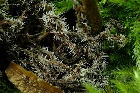 Attēlu rezultāti vaicājumam “Tilachlidium brachiatum”